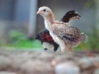 PET and Farming Animals