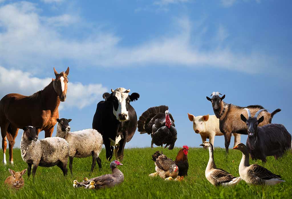 PET and Farming Animals