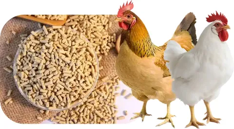 Bird, Poultry & Animal Food
