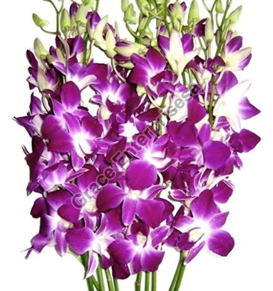 Fresh Orchid Flowers