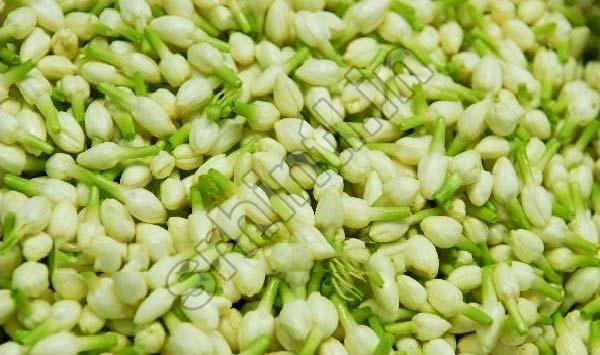 Fresh Jasmine Flower, For Decorative