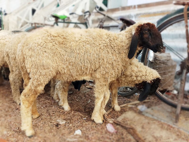 White Live Sheep, Style : Alive, Gender : Female