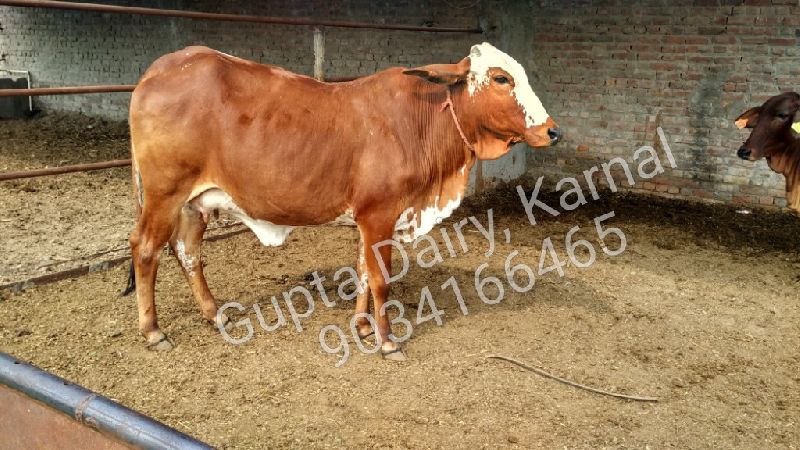 Rathi Heifer, Color : Brown