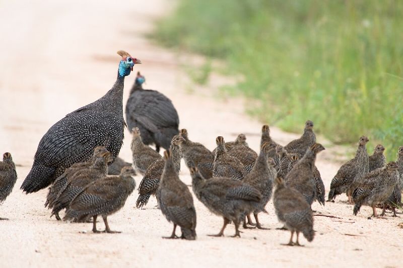 Guinea Fowl Chicks, Age Group : 1 Day Old, Gender : Both