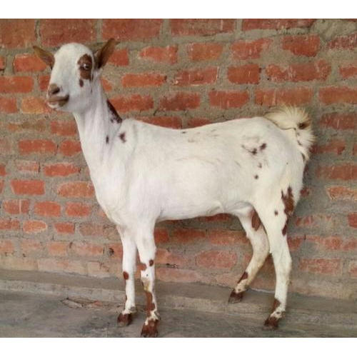 Live Female Barbari Goat