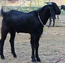 Black Live Goat, Style : Alive, Gender : Female, Male