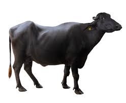 Black Male: 750 Kg; Female: 650 Kg Murrah Buffalo