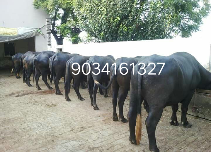 Haryana Murrah Buffalo, For Dairy Use, Farming Use, Gender : Female