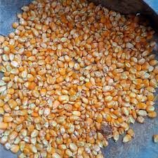 Oval Natural Yellow Maize Seeds, For Animal Feed, Human Consuption, Variety : Corn Gluten Meal