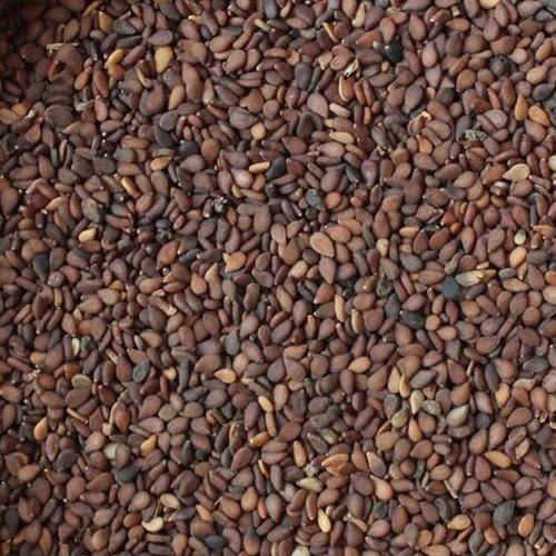 Organic Brown Sesame Seeds, Style : Dried, Packaging Type : Gunny Bag