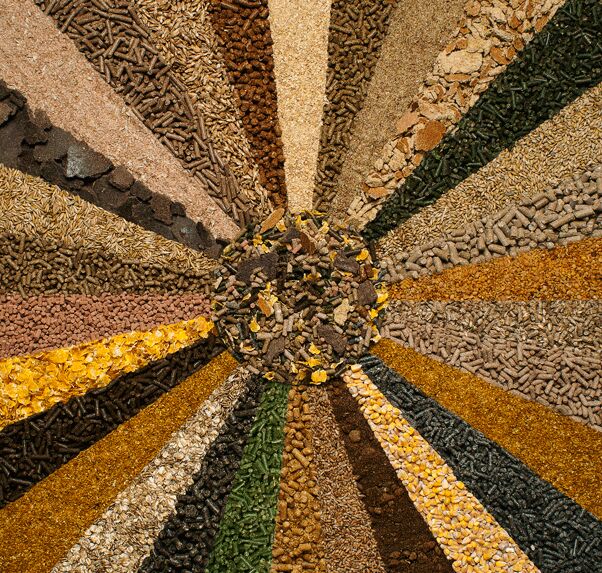 Organic Cattle Feed Raw Material, For Animal Feeding, Packaging Type : Jute Bags