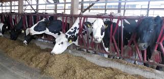 Dairy Excel Cattle Feed