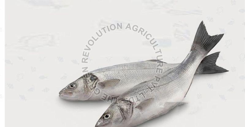 Fresh Grass Carp Fish, For Household, Restaurants, Packaging Type : Thermocol Box