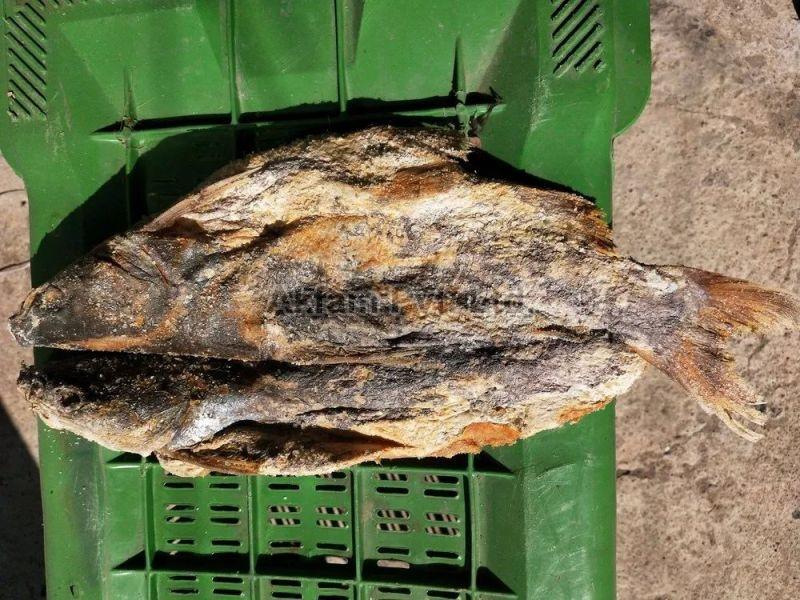 Dry Cat Fish, For Cooking, Food, Color : Brown