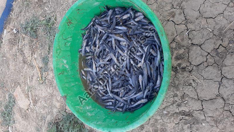 Seed Whole Cat Fish, Style : Alive, Feature : High In Protein, Longer Shelf Life