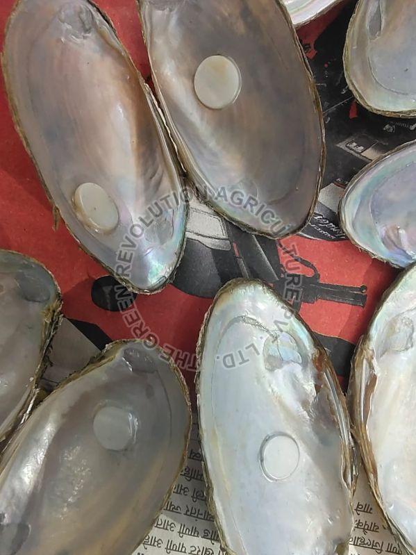 Natural Round Button Mother Of Pearl River Shell