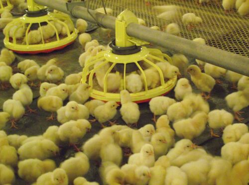 Automatic Pan Feeding System, Color : White Or Red