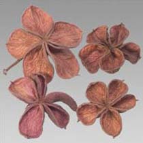 Exotic Dried Flowers