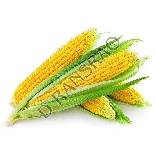 Natural Fresh Maize, For Bakery, Cooking, Pizza, Snacks, Packaging Size : 25-50 Kg