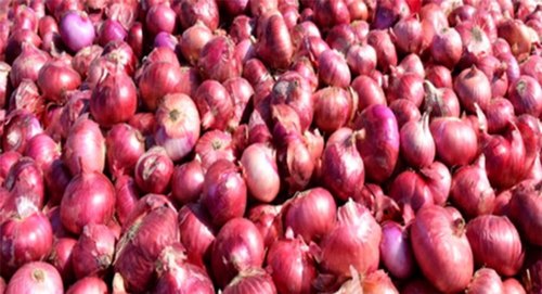 Organic Dry Red Onion, For Cooking, Packaging Type : Loose, Plastic Packet