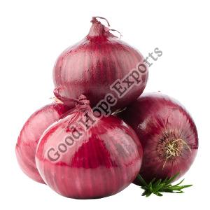 Organic Fresh Red Onion, Packaging Type : Plastic Packet