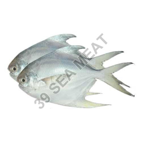Fresh White Pomfret Fish
