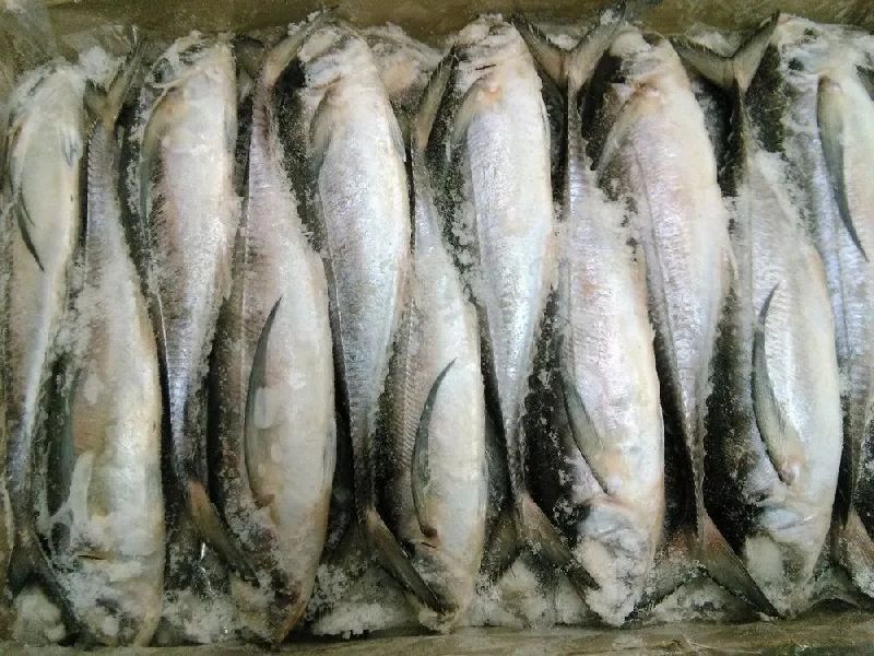 Frozen Sea Food, Style : Preserved, Certification : FSSAI Certified