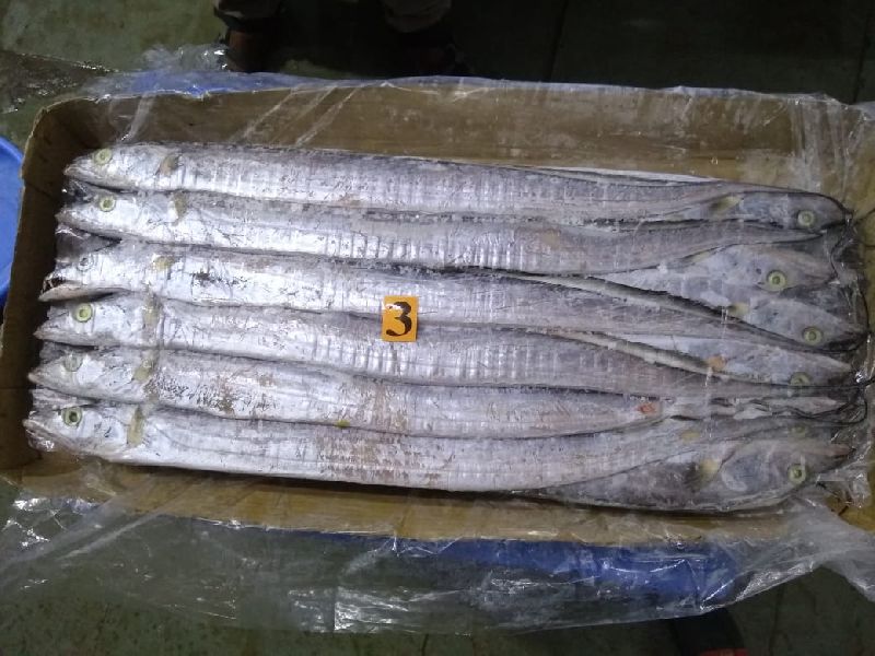 Frozen Ribbon Fish, For Human Consumption, Packaging Type : Cartons