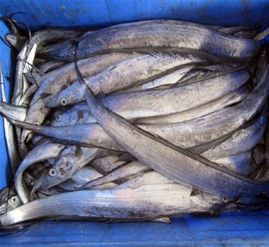 Frozen Ribbon Fish, For Cooking, Food, Human Consumption, Making Medicine, Making Oil, Feature : Non Harmful