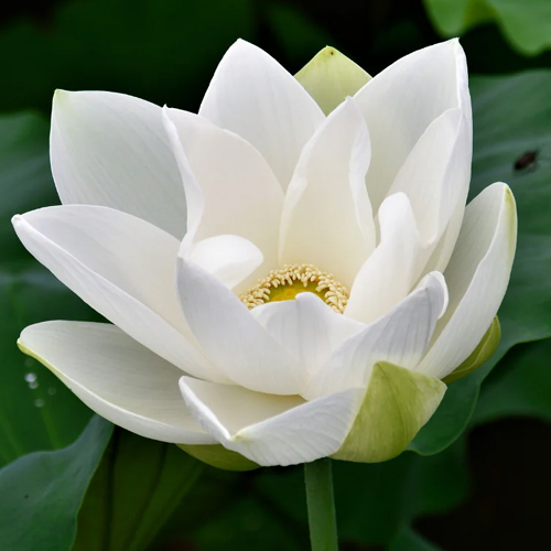 Lotus Flower