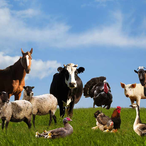 Farm Animals