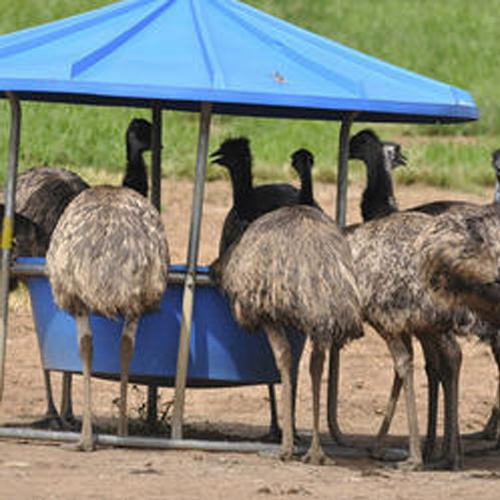 EMU Birds