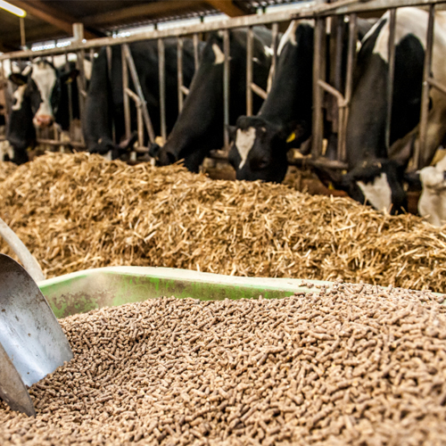 Cattle Feed