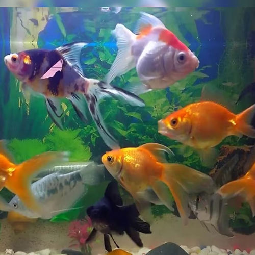 Fish Aquarium