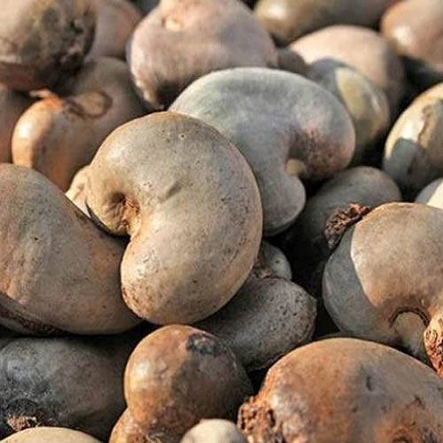 Processed Cashew Nuts